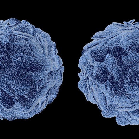 illustration of immune cells